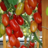 Paradajz alphonse f1: opis sorte, fotografije, recenzije